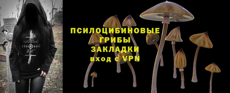 Псилоцибиновые грибы Psilocybine cubensis  Чишмы 